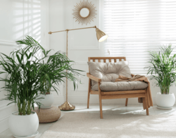 Vysoká vlhkosť v byte? Aj rastliny vám s ňou môžu pomôcť