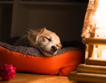 So psom pod jednou strechou