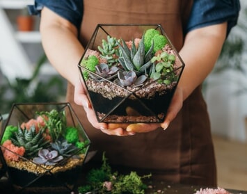 Dajte šancu sukulentom a bonsajom