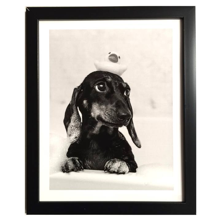 Fotografia v ráme ELECTA motív pes vo vani 2 1
