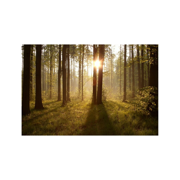 Obraz FOREST III 90x60 cm 1