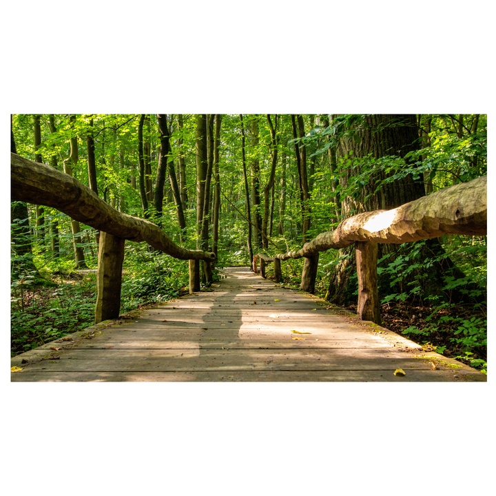 Obraz na plátne FOREST V 50x120 cm 1