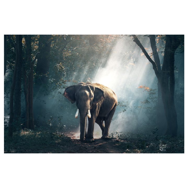 Obraz na plátne FOREST VI 80x116 cm 1