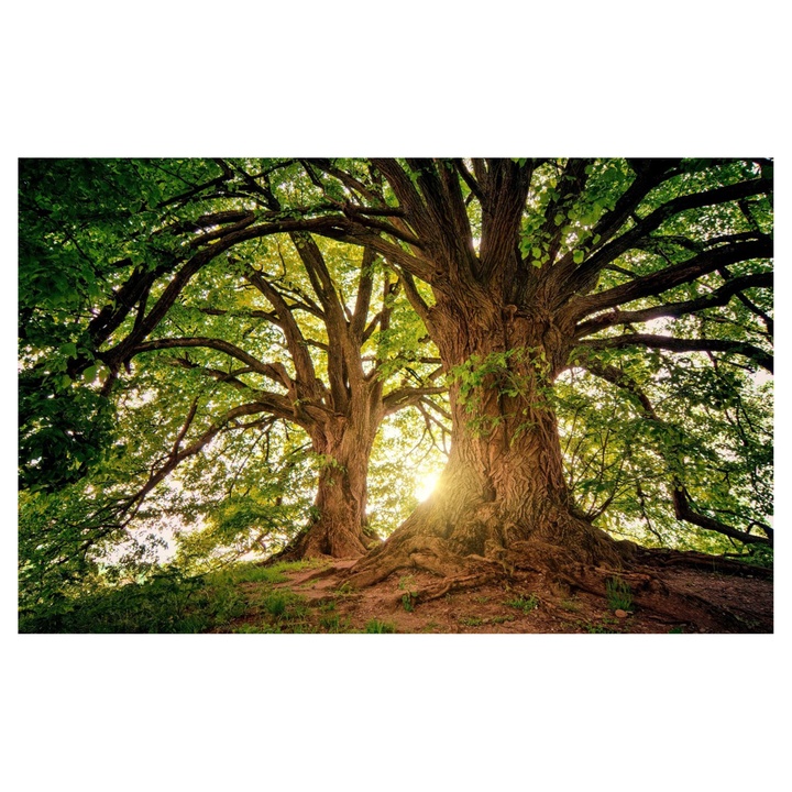 Obraz na plátne FOREST VIII 116x80 cm 1