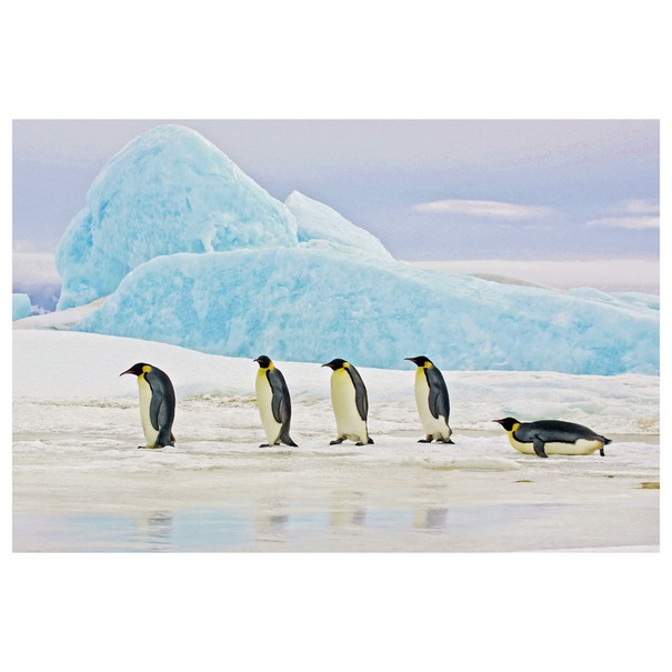 Obraz na skle PENGUINS 120x80 cm, viacfarebná 1