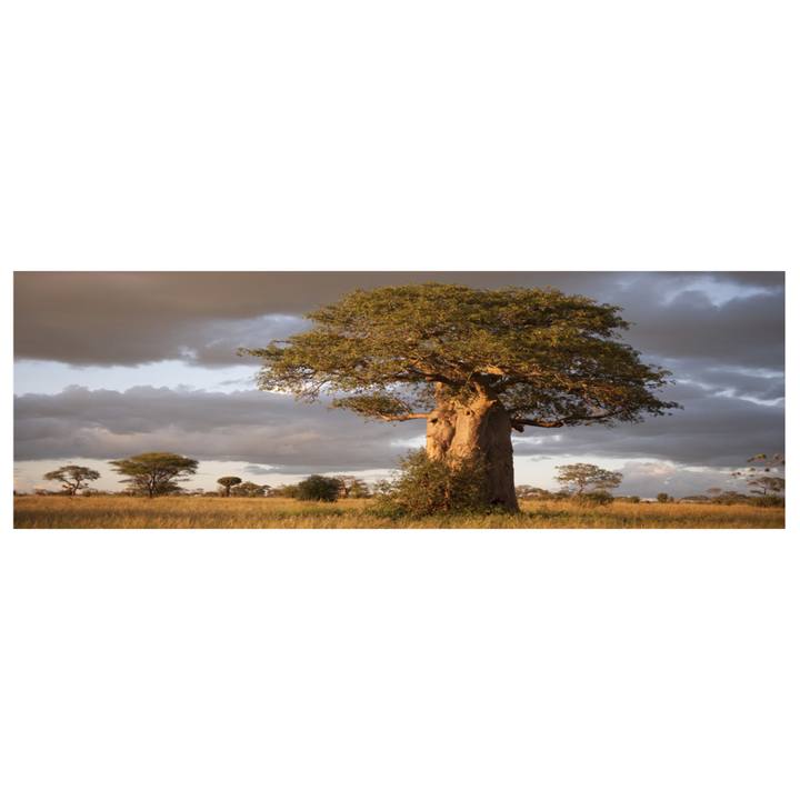 Obraz TREE III 150x50 cm 1