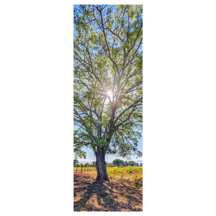 Obraz na plátne TREE XIV 30x90 cm 1