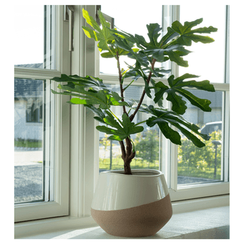 Umelá rastlina FIG zelená 2