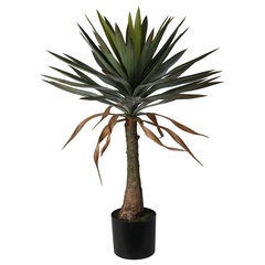 YUCCA